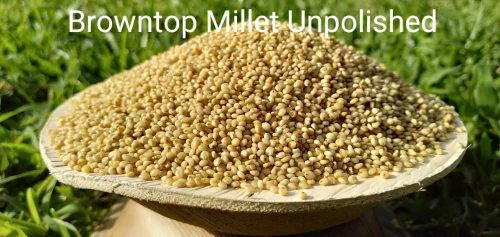 Unpolished Browntop Millet
