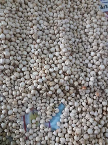 Hybrid Jowar, For Food Processing, High in Protein