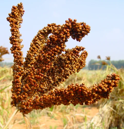 Finger Millets