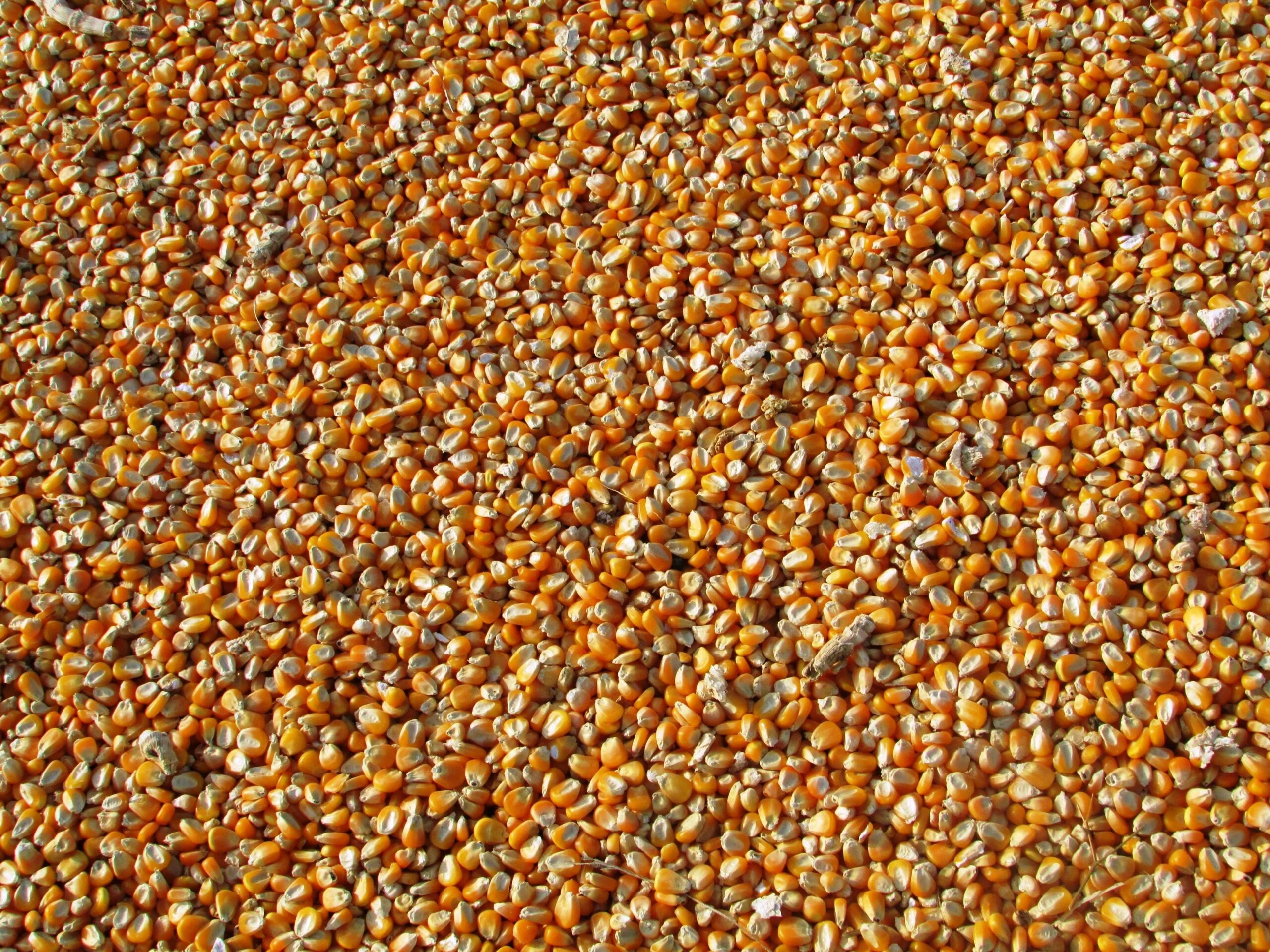 Proso Millet / Pani Varagu, Packaging Size: 25 kgs Bags