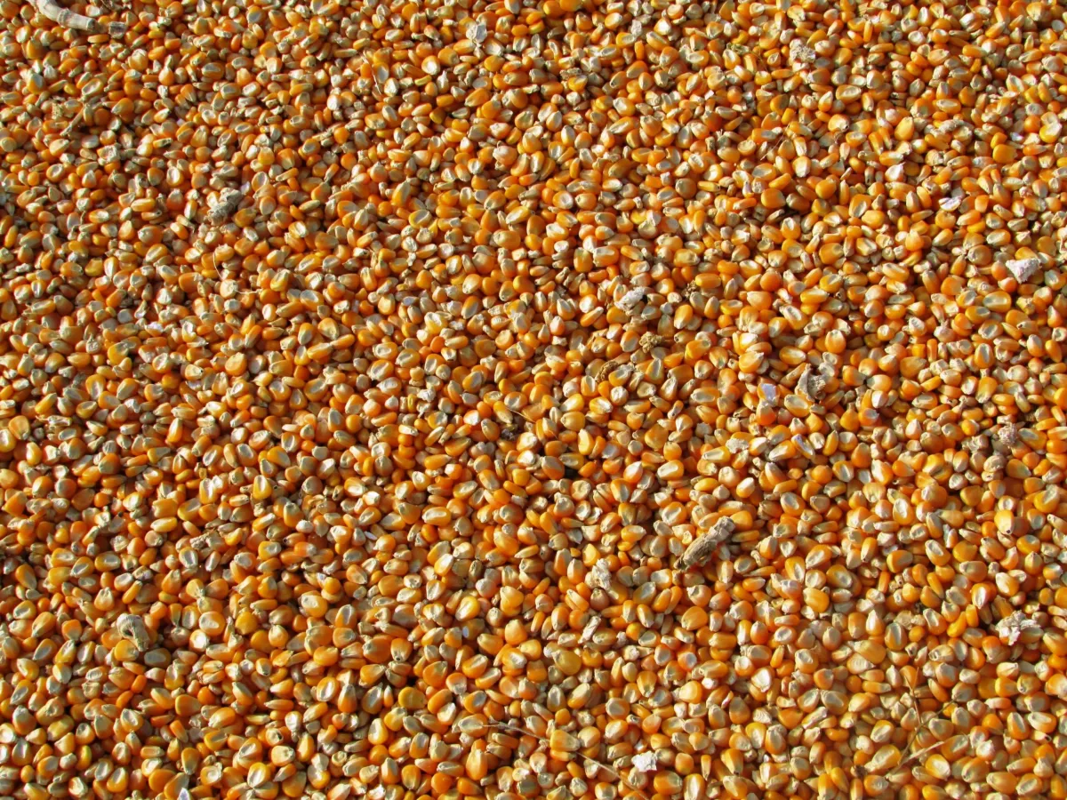 Proso Millet / Pani Varagu, Packaging Size: 25 kgs Bags