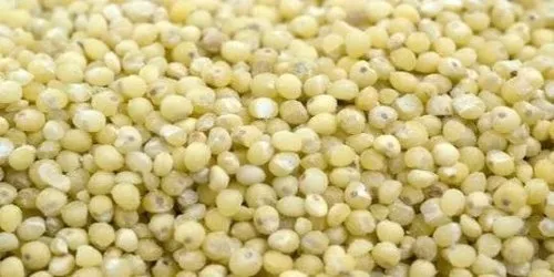 Proso Millet Seeds
