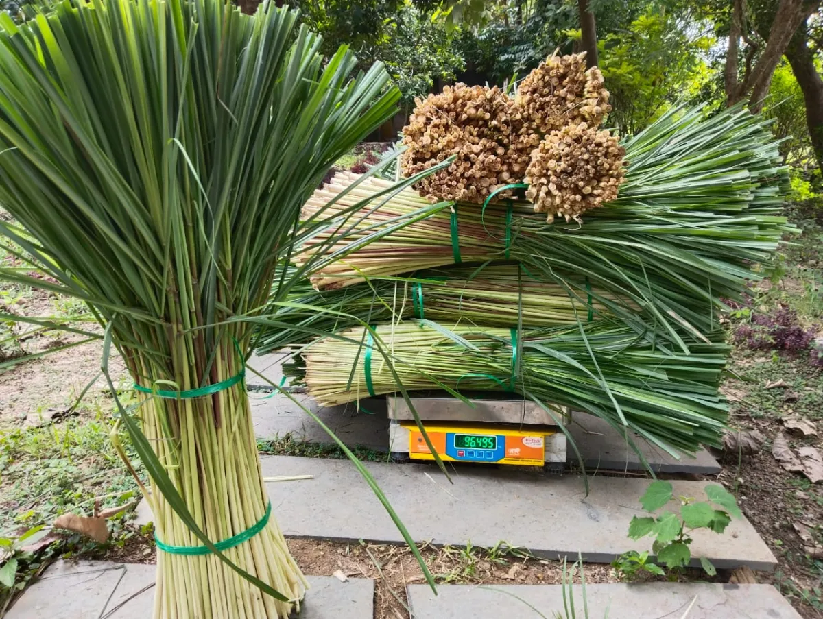 Lemongrass Stick