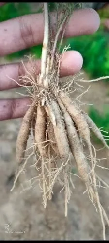 Shatavari White - Herbal Medicine