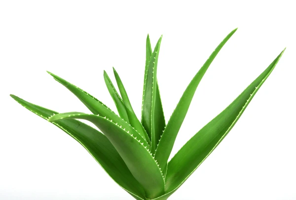 Aloe Vera Face Scrub