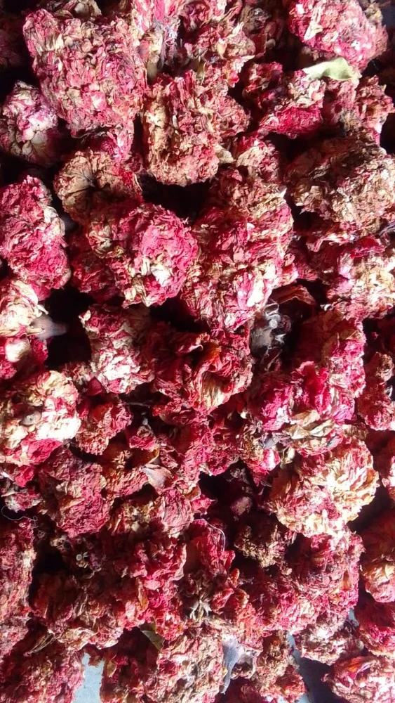 Glue Anar Red