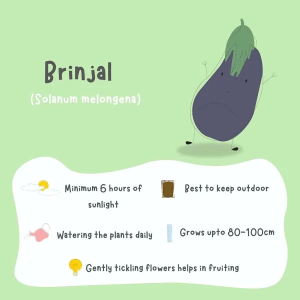 Brinjal Seeds (12 seeds) - Image 2