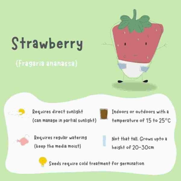 Strawberry Seeds (5 Seeds) - Image 2