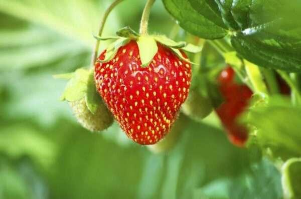 Strawberry Seeds (5 Seeds) - Image 3