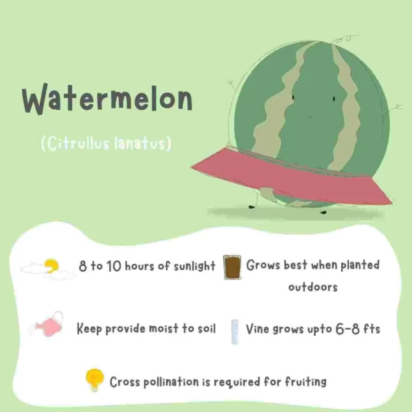 Watermelon Seeds (3 seeds) - Image 3