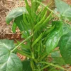 Cluster Beans 10 gm - Image 2