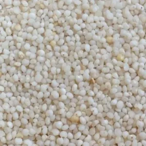 Wholesale Indian Kodo Millet