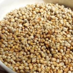 Hybrid Pearl Millet