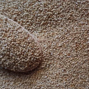 Unpolished Brown Top Millet