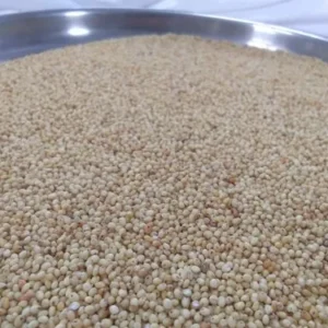 Indian Organic Proso Millet